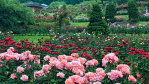 Rose of Oregon – Discover Portland’s Rose Garden
